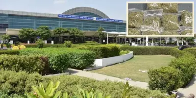 वाराणसी एयरपोर्ट से 6 थाई नागरिक गिरफ्तार : 19 करोड़ का हाइड्रोपोनिक गांजा बरामद, बैंकॉक से आए थे संदिग्ध