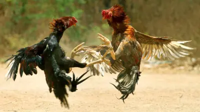 Godavari Districts Prepare For Cock Fights: High Stakes