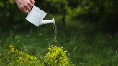 Is Sparkling Water Good For Plants? Here's The Truth