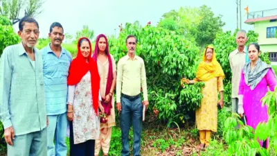 'शिवा'ने बदल दी सूरत...लाल लीची से गुलजार हुए लंझता के खेत - Divya Himachal