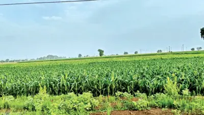 పంటలకు జీవం పోసిన వర్షం