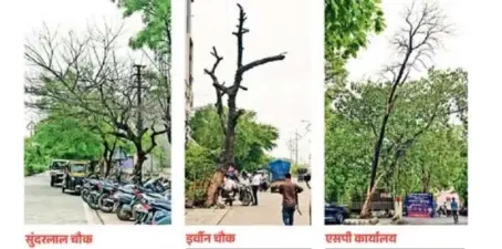 सडक किनारे सूखे झाड बन सकते हैं हादसों की वजह