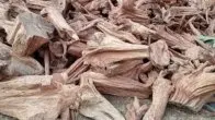 लकड़ी से लेकर छाल तक सब कीमती! 10 पेड़ से ही बनेंगे करोड़पति, 500 रुपए किलो तक शुरुआती दाम