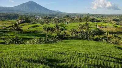 HP SHIVA project: 2,600 hectares prepared for plantation, 3,000-hectare target by March 2027