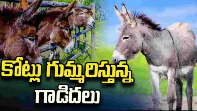 పాకిస్థాన్పై డబ్బుల వర్షం కురిపిస్తున్న గాడిదలు.. ఎలాగంటే?