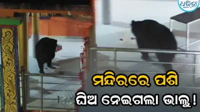 ଖାଦ୍ୟ ଖୋଜି ଗାଁରେ ଭାଲୁ! ରାତି ଅଧରେ ମନ୍ଦିରରେ ପଶି ନେଇଗଲା ଘିଅ ଡବା, ଭୟରେ ଗ୍ରାମବାସୀ