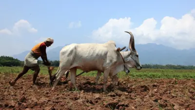 Twin crises threaten India's farm economy