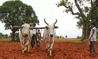 Telangana Farmers : తెలంగాణ రైతులకు బంపర్ ఆఫర్.. ఆ పంటలు వేస్తే ఎకరానికి రూ.5 వేల బోనస్
