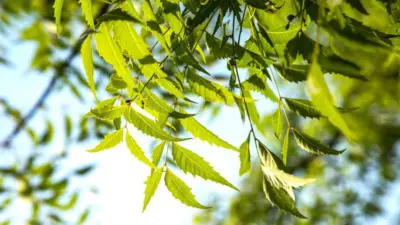 Fight over neem tree ends with son killing father in Telangana