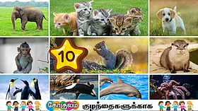உலகின் மிகவும் புத்திசாலித்தனமான 10 விலங்குகள்!