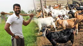 ஆட்டுப் பண்ணை பராமரிப்பு - சாதித்துக் காட்டிய சதீஷ்குமார்!