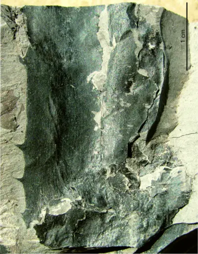 Assam: Fossils push India's Kewra lineage back 24 million years