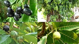 மருத்துவ குணம் நிறைந்த மரங்கள்!