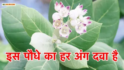 इस पौधे का हर अंग दवा है'- ये बाहर निकले पेट को कम तो गठिया 21 दिन में समाप्त कर सकता है..इसका दूध उड़े हुए बालों' को उगा देता है.