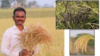 ಅನ್ನದ ಬಟ್ಟಲು: ದೇವೇಂದ್ರರ 'ದೇಸಿ ಭತ್ತದ ತಳಿ' ಲೋಕ