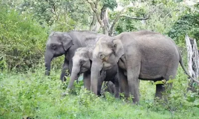 Belthangady: Man trampled to death by wild elephant