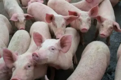 Nagaland: African swine fever confirmed in three Kohima villages, DC restricts pork movement