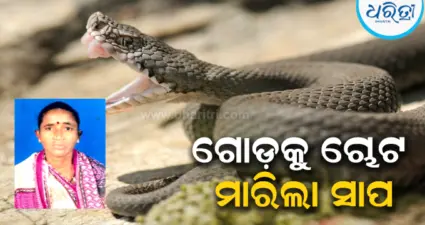 କବାଟ ଖୋଲୁଥିବା ବେଳେ ଗୋଡ଼କୁ ଚୋଟ ମାରିଲା ସାପ, ଚାଲିଗଲା...