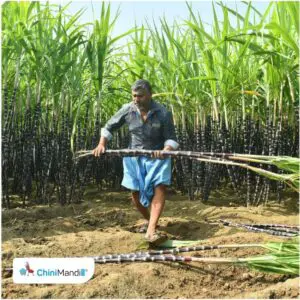 कर्नाटक : गन्ना किसानों ने पेराई सत्र से पहले आपात बैठक बुलाने की मांग, सरकार से राहत पैकेज और बकाया भुगतान की अपील