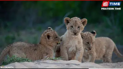 Eight Lion Cubs Die in Gir in a Week; Gujarat Steps Up Measures
