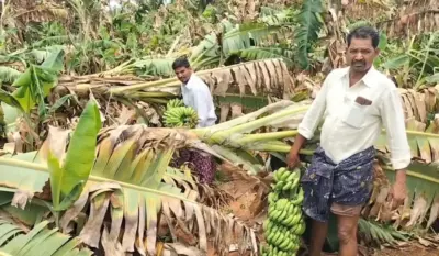 అకాల వర్షాలకు అతలాకుతలమైన అరటి తోటలు!
