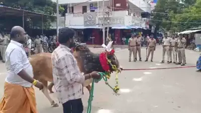 வாடிப்பட்டி ஐயனார் கோயில் விழா: வடமாடு மஞ்சுவிரட்டு போட்டி நடத்த கோரிக்கை!