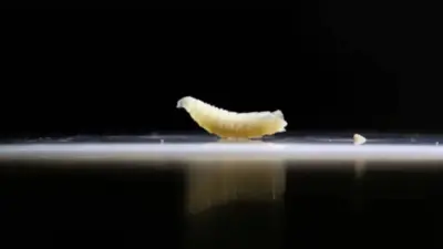 Urgent Measures Taken to Combat New World Screwworm Outbreak in Texas