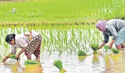 Godavari Districts Expecting Good Kharif Paddy Harvest Despite El Nino Effect