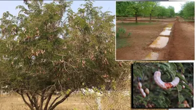 ಅನ್ನದ ಬಟ್ಟಲು: ಸಮೃದ್ಧ ಹುಣಸೆ ಇಳುವರಿಗೆ ನೀರು-ಗೊಬ್ಬರವೇ ಜೀವಾಳ