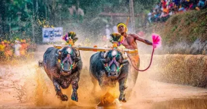 മൈസൂരു ദസറ ഇളക്കി മറിക്കാന് ഇത്തവണ കമ്പളയും; അറിയാം കമ്പളയെക്കുറിച്ച്