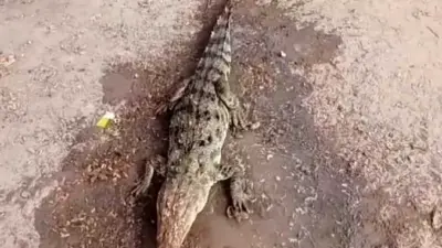 சிதம்பரம் அருகே ஊருக்குள் புகுந்த குட்டி முதலை