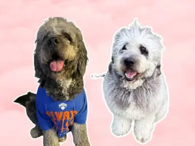 Internet is rallying behind Jameson after viral video of dog's death; GoFundMe raises around $100K so far