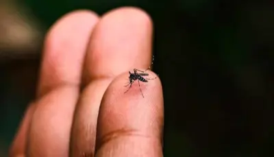 7 Home Remedies To Treat Dengue