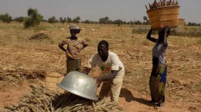 Hybrid Pearl Millet Brings New Hope to Nigeria's Drylands: Boosting Productivity and Nutrition Amid Climate Challenges