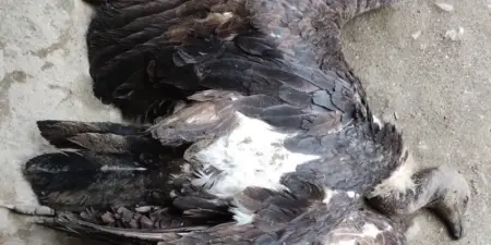 Assam: Four White-rumped vultures found dead in Lakhimpur, poisoning suspected