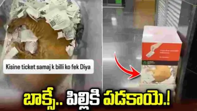 మెట్రో టికెట్ బాక్సులో పిల్లి కునుకు.. వీడియో వైరల్