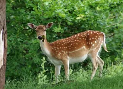 DEER RESCUE : ನೀರು ಹುಡುಕಿಕೊಂಡು ಬಂದು ನಾಡಿನ ಬಾವಿಗೆ ಬಿದ್ದ ಜಿಂಕೆ - ಯುವಕರು ಮಾಡಿದ ಕೆಲಸಕ್ಕೆ ವ್ಯಾಪಕ ಪ್ರಶಂಸೆ!