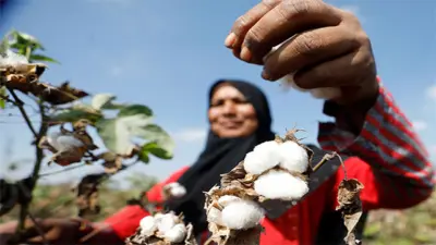 Pakistan's cotton sector plunges into crisis as tax policy triggers factory shutdowns