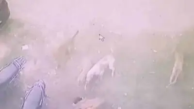 Dhanbad News : आवारा कुत्तों का आतंक, 5 साल की मासूम पर हमला; वारदात CCTV में कैद