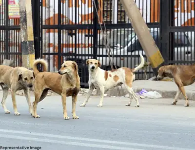 Yacharam stray dog killings spark probe in Ranga Reddy