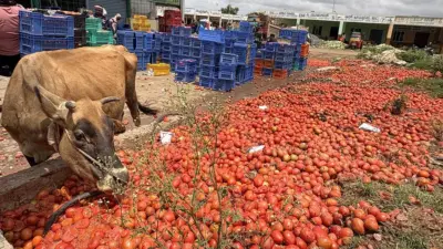 ధర లేక రోడ్డుపై పారబోసిన టమోటాలు