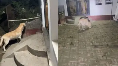 दिल छू लेने वाली घटना: ज़हरीले सांप से भिड़कर परिवार को बचाने वाले कुत्ते की मौत
