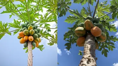 வீட்டுக்கு அருகில் பப்பாளி மரம் வைத்தால் என்ன நடக்கும்?