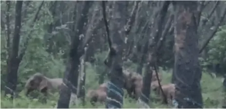 ಕೋಡಿಂಬಾಳ- ಐತ್ತೂರು ಗ್ರಾಮಗಳಲ್ಲಿ ಕಾಡಾನೆಗಳ ಹಿಂಡು ಪತ್ತೆ
