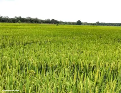 Telangana's New Kharif Formula: Fewer Paddy Fields, Lower Climate Risk