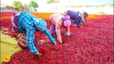 ఎర్ర బంగారంగా మారిన గుంటూరు మిర్చి సాగు