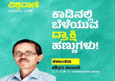 Shashidhara Halady Column: ಕಾಡಿನಲ್ಲಿ ಬೆಳೆಯುವ ದ್ರಾಕ್ಷಿ ಹಣ್ಣುಗಳು !