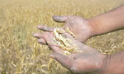 10K farmers to receive Rs 75,000 per hectare