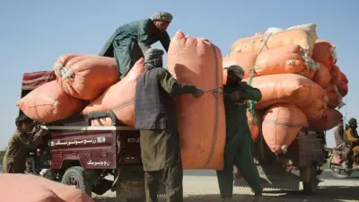 Afghanistan's opium cultivation surges as farmers struggle under Taliban ban