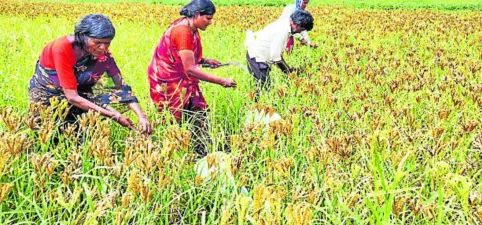 ಶ್ರಮಿಕರ ಕೊರತೆ: ಕೊಯ್ಲಿಗೆ ಮನೆ ಮಂದಿ